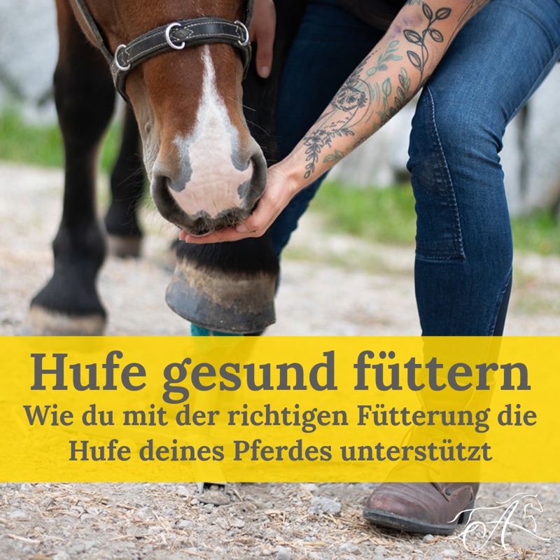 Onlinekurs Hufe gesund füttern